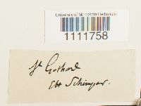 Bryum muehlenbeckii image