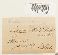 Bryum muehlenbeckii image