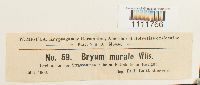 Bryum murale image