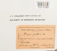 Bryum pallens image