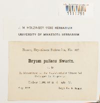 Bryum pallens image