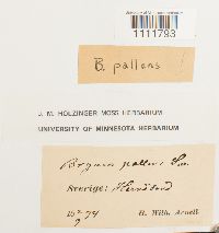 Bryum pallens image