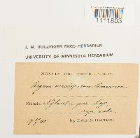 Bryum pallens image