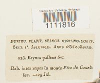 Bryum pallens image
