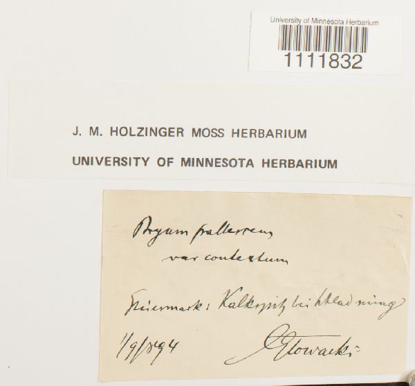 Bryum pallescens var. contextum image