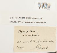 Bryum pallescens image