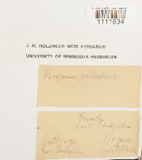 Bryum pallescens image