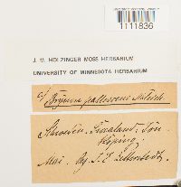 Bryum pallescens image