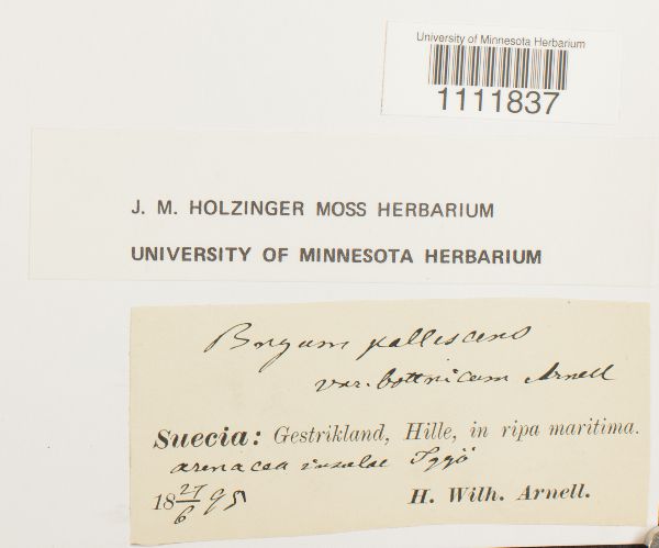 Bryum pallescens var. bottnicum image