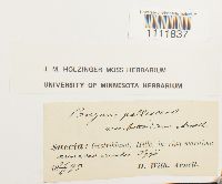 Bryum pallescens image