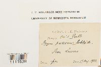 Bryum pallescens image