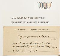 Bryum pallescens image