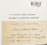 Bryum pallescens image