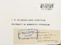 Bryum pallescens image