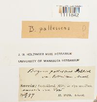 Bryum pallescens image