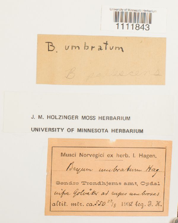 Bryum pallescens subsp. umbratum image
