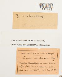 Bryum pallescens image