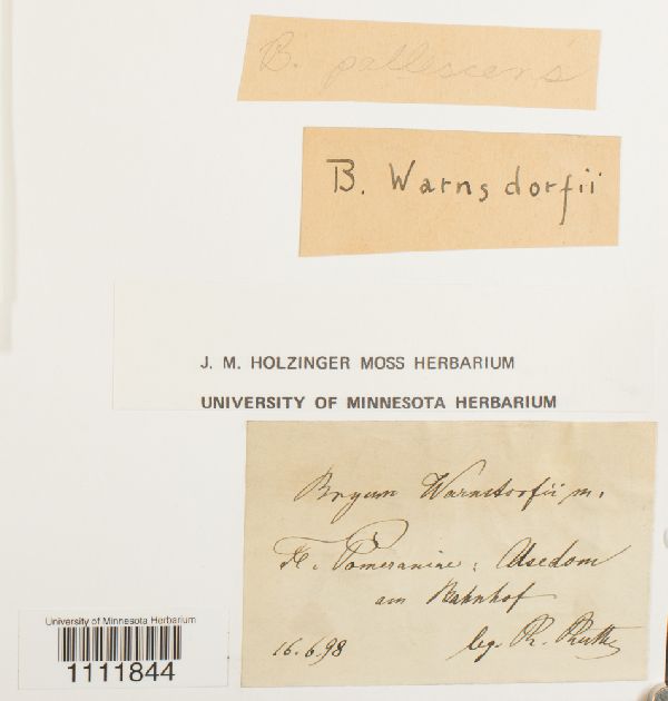 Bryum pallescens var. warnstorfii image