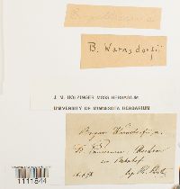 Bryum pallescens image