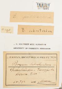 Bryum pallescens image