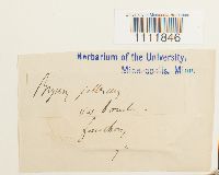 Bryum pallescens image