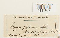 Bryum pallescens image