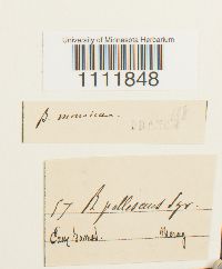 Bryum pallescens image