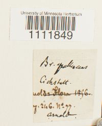 Bryum pallescens image