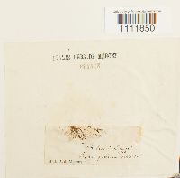 Bryum pallescens image