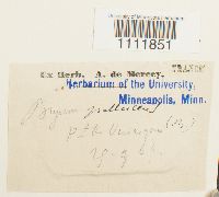 Bryum pallescens image