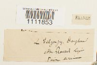 Bryum pallescens image