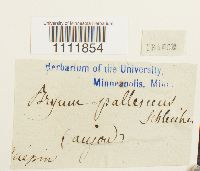 Bryum pallescens image