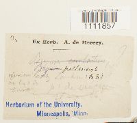 Bryum pallescens image