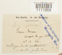 Bryum pallescens image