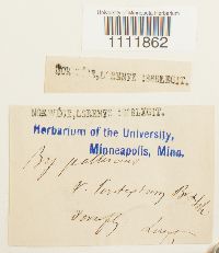 Bryum pallescens image