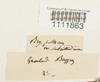 Bryum pallescens image