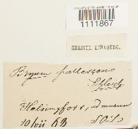 Bryum pallescens image