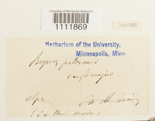 Bryum pallescens image