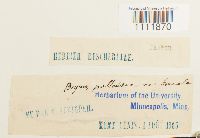 Bryum pallescens image