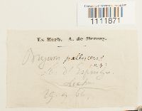 Bryum pallescens image