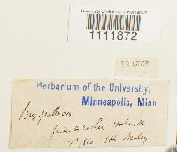 Bryum pallescens image