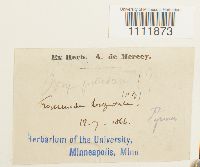 Bryum pallescens image