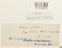 Bryum pallescens image