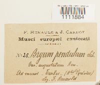 Bryum algovicum var. algovicum image