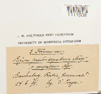 Bryum pseudotriquetrum var. compactum image