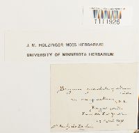 Bryum pseudotriquetrum var. compactum image