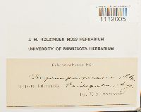 Bryum purpurascens image