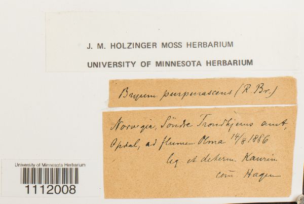 Bryum purpurascens image