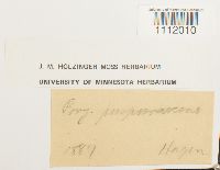 Bryum purpurascens image