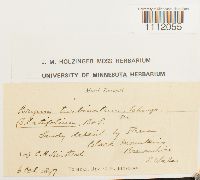 Bryum turbinatum image